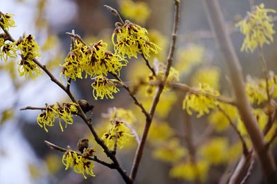 Close-up of plant against blurred background