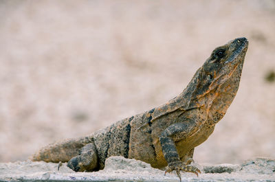 Close-up of lizard on rock