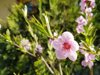 Close-up of pink flowers