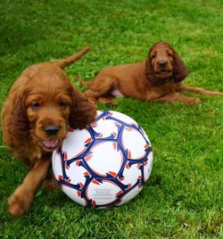 English cocker spaniels by soccer ball on grassy field