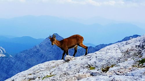 Side view of mountain goat on triglav