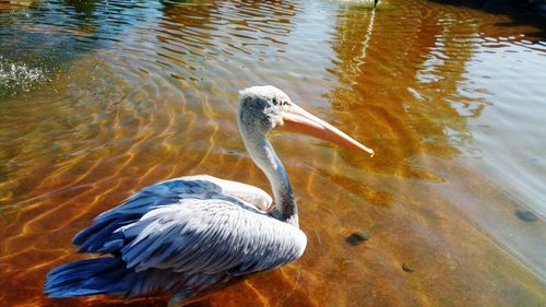 Duck on lake