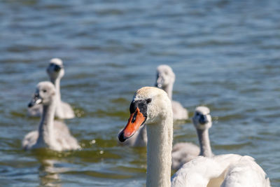 Swan swimming in lake