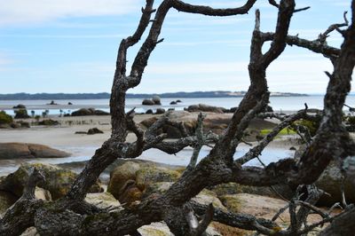 Driftwood on beach against sky