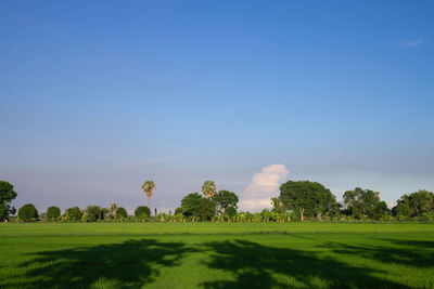 Scenic view of trees on field against sky