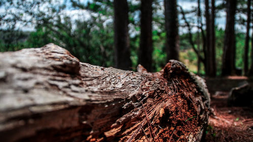 Close-up of lizard on tree stump in forest