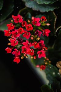 Close-up of red flowers blooming outdoors