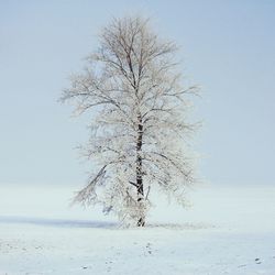 Tree on snow covered landscape against sky