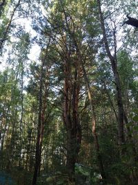 Low angle view of trees in forest