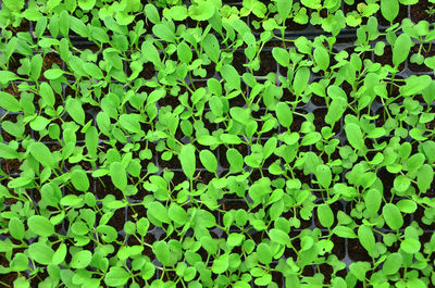 Full frame shot of plants