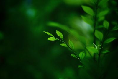 Close-up of green leaves on field