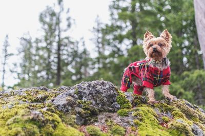 Low angle view of dog on rock against trees