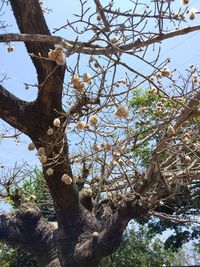 Low angle view of tree against sky