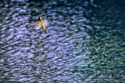 Close-up of eagle flying over lake