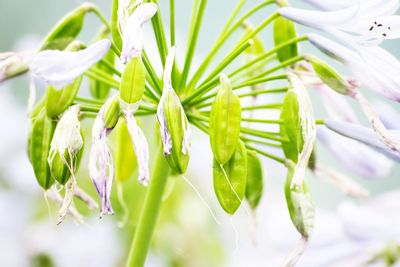 Close-up of white flowers