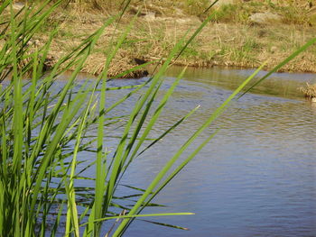 Grass growing in a lake