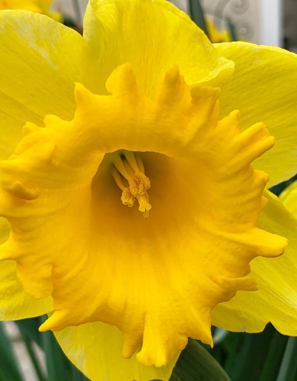 EXTREME CLOSE-UP OF YELLOW DAFFODIL FLOWER