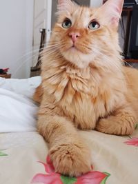 Portrait of cat relaxing on bed at home