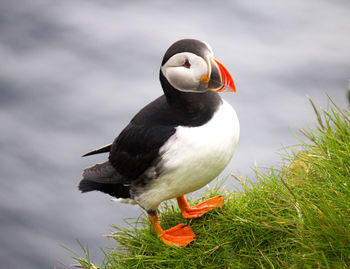 Close-up of bird perching on a land