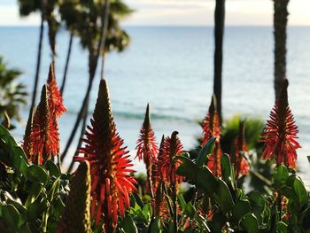 Close-up of red flowering plants against sky