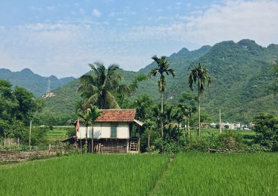 Scenic view of agricultural field against mountain