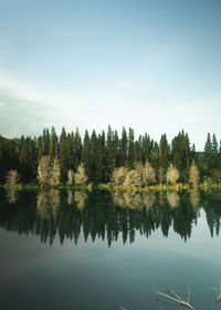 Scenic view of lake in forest against sky