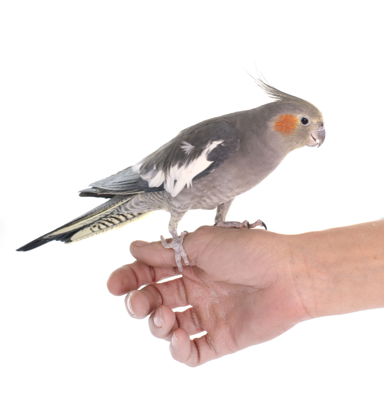 hand, animal, animal themes, bird, animal wildlife, one animal, one person, holding, white background, studio shot, parrot, cockatiel, cut out, wildlife, beak, animal body part, wing, pet, finger, indoors, close-up, cockatoo