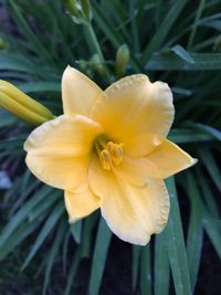 Close-up of day lily blooming outdoors