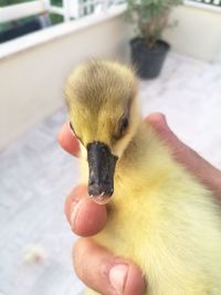 Close-up of a hand holding bird