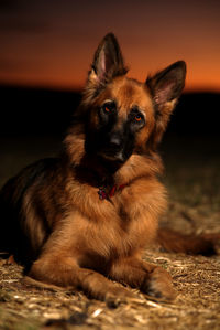 Portrait of dog sitting on a land