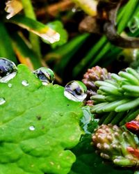 Close-up of insect on plant