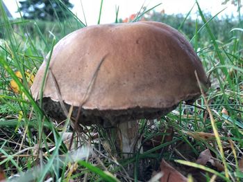 Close-up of mushroom on field