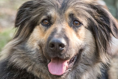 Close-up portrait of a dog