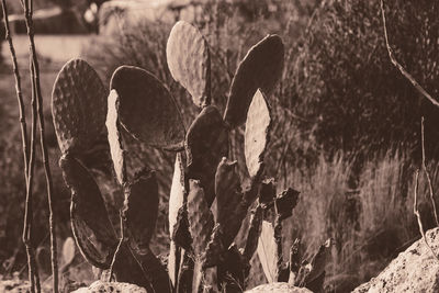 Close-up of cactus growing on field