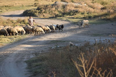 Sheep and shepherd in a field