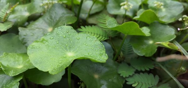 Close-up of wet plant leaves during rainy season