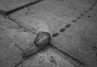 High angle view of snail