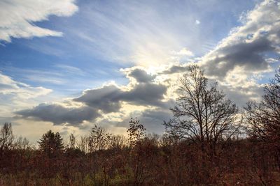 Trees on field against cloudy sky