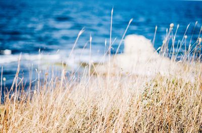 Close-up of grass on beach