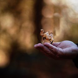 Close-up of hand holding crab