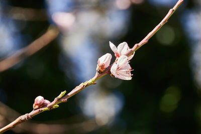Close-up of pink cherry blossoms in spring
