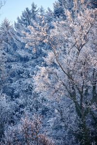 Snow covered tree