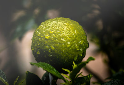 Close-up of lemon growing on plant