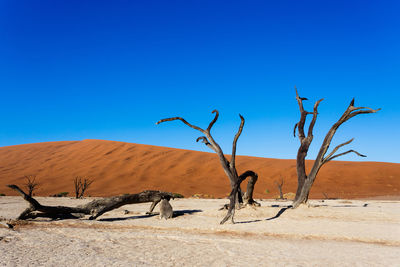 Bare tree on desert against clear blue sky