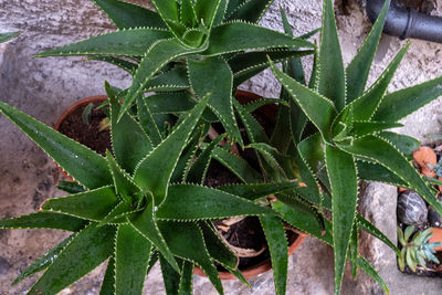 Close-up of succulent plant