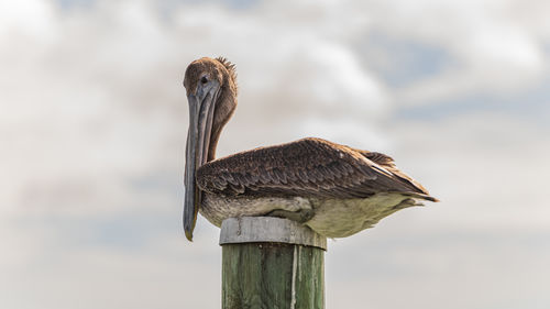 Brown pelican roosting on top of a wooden dock pile against cloudy sky in full body close up.