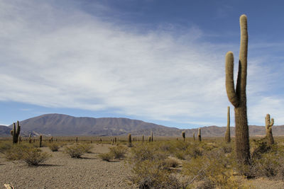 Cactus in desert against sky