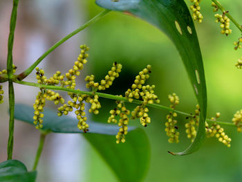 Close-up of flowering plant against blurred background