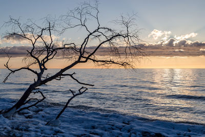 Bare tree by sea against sky during sunset