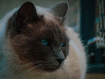 Close-up of cat looking away